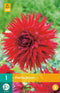 Dahlia Jaxon - 1st - Bloembollen - JUB Holland