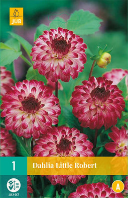 Dahlia Little Robert - 1st - Bloembollen - JUB Holland
