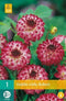 Dahlia Little Robert - 1st - Bloembollen - JUB Holland