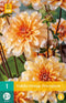 Dahlia orange perception - 1st - Bloembollen - JUB Holland