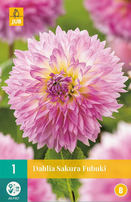Dahlia sakura fubuki - 1st - Bloembollen - JUB Holland