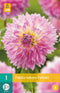 Dahlia sakura fubuki - 1st - Bloembollen - JUB Holland