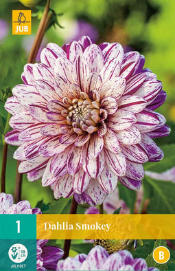 Dahlia smokey - 1st - Bloembollen - JUB Holland
