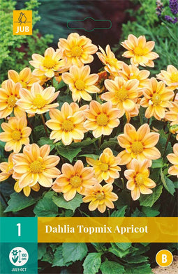 Dahlia Topmix Apricot - 1st - Bloembollen - JUB Holland