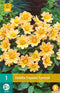 Dahlia Topmix Apricot - 1st - Bloembollen - JUB Holland
