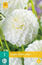 Dahlia White Aster - 1st - Bloembollen - JUB Holland