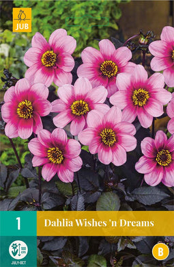 Dahlia Wishes 'n Dreams - 1st - Bloembollen - JUB Holland