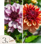 Dahliaknollen - Set van 3 - Dahlia 'Sweet & Honey'