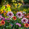 Dahliaknollen - Set van 3 - Dahlia 'Sweet & Honey'