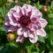 Dahliaknollen - Set van 3 - Dahlia 'Sweet & Honey'