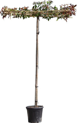 Dakphotinia 200 cm stamhoogte Photinia fraseri Red Robin 220 cm