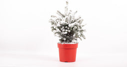 Kerstboom Picea Sneeuw ↨ 75cm - hoge kwaliteit planten