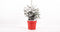 Kerstboom Picea Sneeuw ↨ 75cm - hoge kwaliteit planten