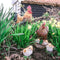 Farmwood Tuinbeeld Haan | 25 x 13 x 30 cm Bruin