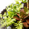 Mandy Forest - Terrarium met led - 50cm