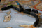 Days of Wonder - Ticket to Ride Europe - Nederlandstalig Bordspel