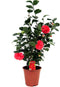 Plant in a Box - Camellia Japonica - Winterhard - Japanse Roos - Tuinplant - Pot 19cm - Hoogte 60-70cm