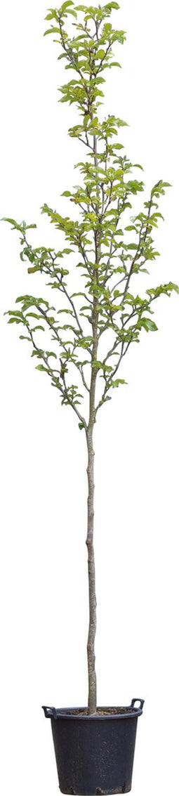 Magnolia Heaven Scent Magnolia Heaven Scent h 350 cm st. omtrek 11...