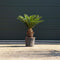Vredespalm XXL Cyca revoluta h 100 cm st. h 35 cm