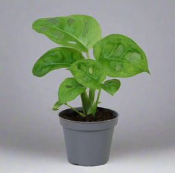 Monstera obligue