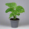 Monstera obligue