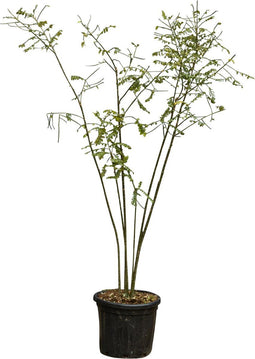 Honingboom meerstammig | Sophora japonica | Bomenbezorgd.nl