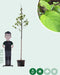 Zakdoekenboom | Davidia involucrata 6-10 cm | Bomenbezorgd.nl