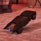 DC Comics The Batman - Turbo Boost Batmobile - RC Voertuig - Schaal 1:15