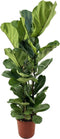 Plant in a Box - Ficus Lyrata - Echte Kamerplant Groot - Vioolplant - Pot 24cm - Hoogte 80-100cm