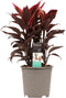 Cordyline Mambo toef ↨ 50cm - hoge kwaliteit planten