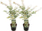 Plant in a Box - Plant in a Box - Acer palmatum 'Ukigumo' - Set van 2 - Japanse Esdoorn winterhard - Groene bladeren - Pot 19cm - Hoogte 50-60cm