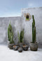 De Cactus Shell Spiegel - Wit