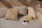 De Oh My Gee Kussenhoes - Beige - 35x100