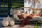De Oh My Gee Kussenhoes - Bordeaux Velvet - 40x40