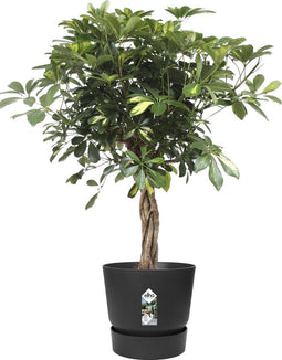 Schefflera Arboricola Gold Capella in Elho® Greenville pot ↨ 100cm - hoge kwaliteit planten