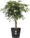 Schefflera Arboricola Gold Capella in Elho® Greenville pot ↨ 100cm - hoge kwaliteit planten