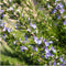 Plants by Frank - 6 Rozemarijnplant - Vaste planten - Tuinplanten - 6 x Ø7 cm - 25 cm - Rosmarinus offincalis winterhard - Geurhaag - Vers geleverd door de kweker