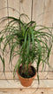 Decoratief Beeld - Kamerplant Beaucarnea Recuvata Gedeelde Stam - Kunststof - Warentuin Natuurlijk - Groen