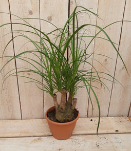Decoratief Beeld - Kamerplant Beaucarnea Recuvata Gedeelde Stam - Kunststof - Warentuin Natuurlijk - Groen