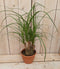 Decoratief Beeld - Kamerplant Beaucarnea Recuvata Gedeelde Stam - Kunststof - Warentuin Natuurlijk - Groen