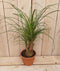 Decoratief Beeld - Kamerplant Beaucarnea Recuvata Gedeelde Stam - Kunststof - Warentuin Natuurlijk - Groen