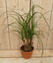 Decoratief Beeld - Kamerplant Beaucarnea Recuvata Gedeelde Stam - Kunststof - Warentuin Natuurlijk - Groen