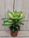 Decoratief Beeld - Kamerplant Dieffenbachia - Kunststof - Warentuin Natuurlijk - Groen