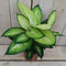 Decoratief Beeld - Kamerplant Dieffenbachia - Kunststof - Warentuin Natuurlijk - Groen
