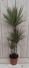 Decoratief Beeld - Kamerplant Dracaena Marginata - Kunststof - Warentuin Natuurlijk - Groen