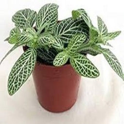 Decoratief Beeld - Kamerplant Fittoria - Kunststof - Warentuin Natuurlijk - Wit