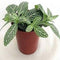 Decoratief Beeld - Kamerplant Fittoria - Kunststof - Warentuin Natuurlijk - Wit