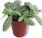 Decoratief Beeld - Kamerplant Fittoria - Kunststof - Warentuin Natuurlijk - Wit