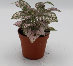 Decoratief Beeld - Kamerplant Hypoestes - Kunststof - Warentuin Natuurlijk - Groen