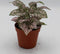 Decoratief Beeld - Kamerplant Hypoestes - Kunststof - Warentuin Natuurlijk - Groen